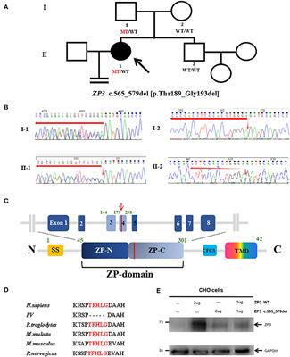 Case Report: A Novel Heterozygous ZP3 Deletion Associated With Empty Follicle Syndrome and Abnormal Follicular Development